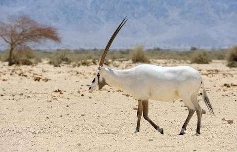 Oryx Stock Photos