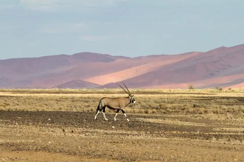 Oryx Stock Photos