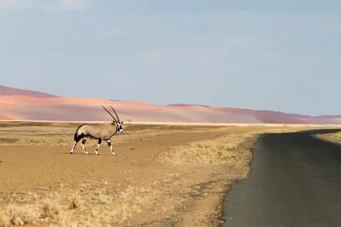 Oryx Stock Photos