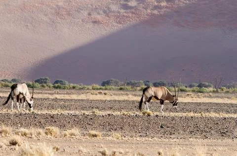 Oryx Stock Photos