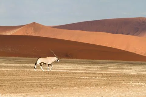Oryx Stock Photos
