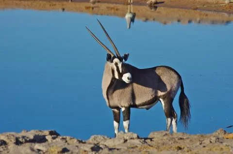 Oryx Stock Photos