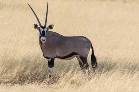 Oryx Portrait Stock Photos