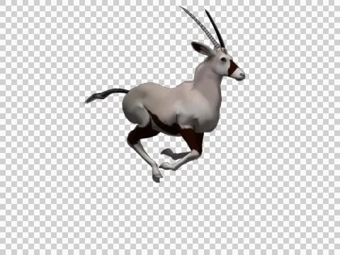 Oryx Run 04 - 3d Motion Graphics Stock Footage 46128984