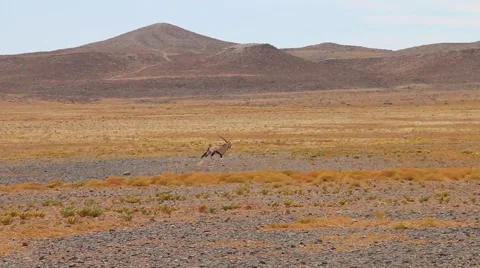 Oryx running Stock Footage 59306026