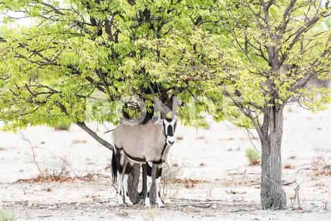 Oryx in Shade Stock Photos
