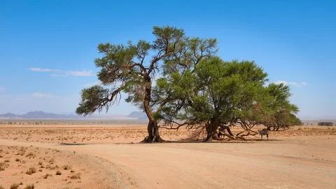 Oryx in the shadow of a camel thorn tree Stock Photos