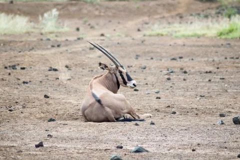 Oryx sitting in the savannah Stock Photos
