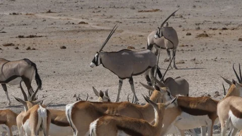 Oryx, Springboks slowmotion in Etosha Natinal Park, Namibia, Africa in HD Stock Footage 90871297