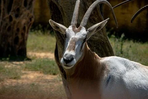 Oryx Standing in Sunlight Foto stock