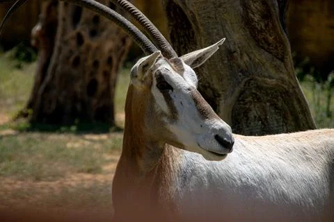 Oryx Standing in Sunlight Foto stock