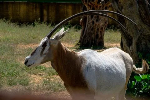 Oryx Standing in Sunlight Foto stock