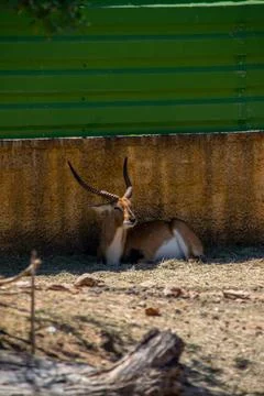 Oryx Standing in Sunlight Foto stock
