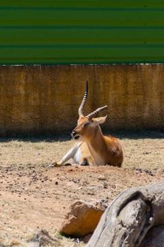 Oryx Standing in Sunlight Foto stock