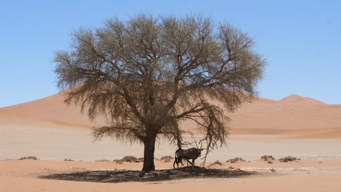 Oryx under a tree in Sossusvlei, Namibia desert, Africa in 4K Stock Footage 91278915