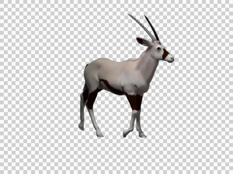 Oryx Walk 06 -  3d Motion Graphics Stock Footage 46128871