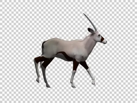 Oryx Walk  07 -  3d Motion Graphics Video stock 46128623