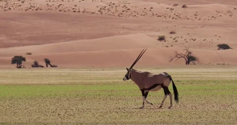 Oryx walking in front of sand dunes, Namibia Stock Footage 334740958