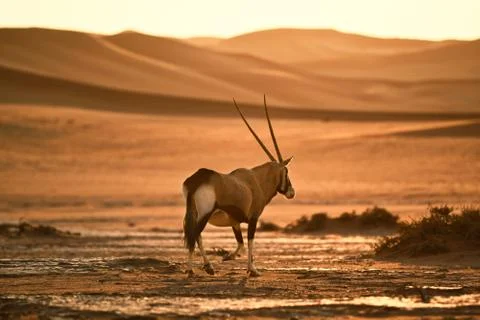 An oryx walking in on sand Stock Photos