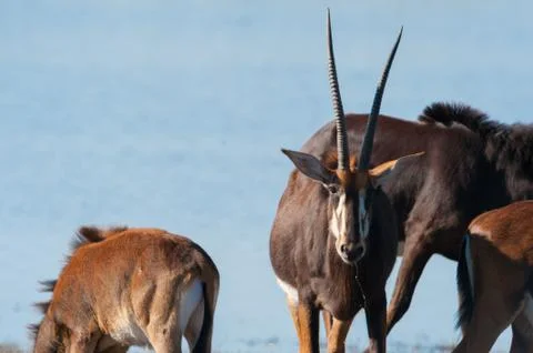Oryx by water Stock Photos