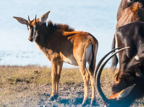 Oryx by water Stock-Fotos