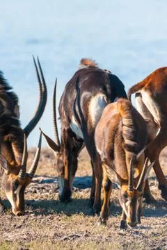 Oryx by water Stock Photos