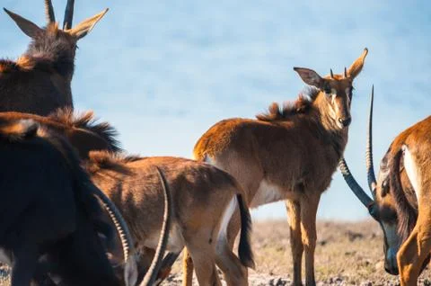 Oryx by water Stock Photos