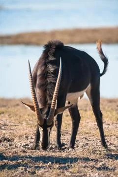 Oryx by water Stock Photos