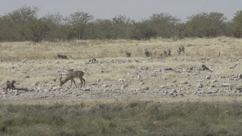 Oryx waterhole 01 Stock Footage 229630417