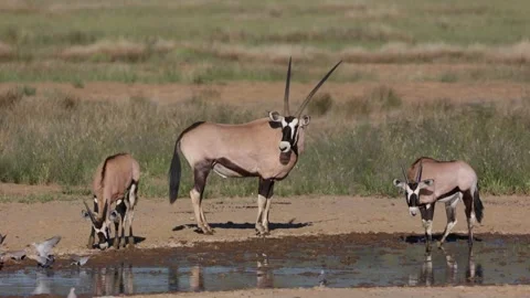 Oryx at a waterhole in KTP Stock Footage 186577652