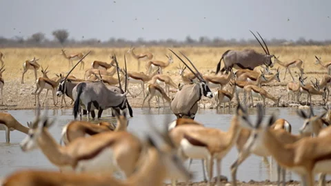 Oryxes and Springbok Gather Around a Waterhole, Etosha National Park, Namibia Stock-Footage 337884999
