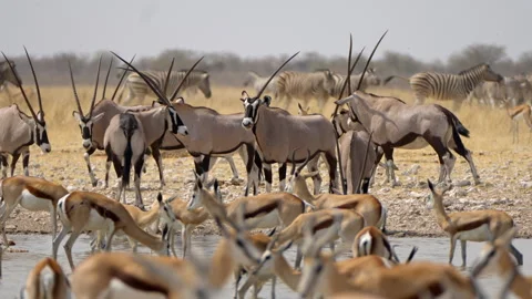 Oryxes, Zebra and Springbok Gather at a Waterhole, Etosha National Park, Namibia Stock-Footage 337884342
