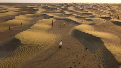 Oryxs Walking in the Desert Stock Footage 168361328