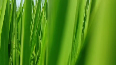 Oryza sativa Video stock 274108579