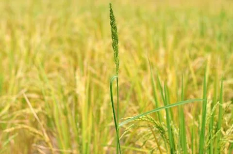Oryza sativa Stock Photos