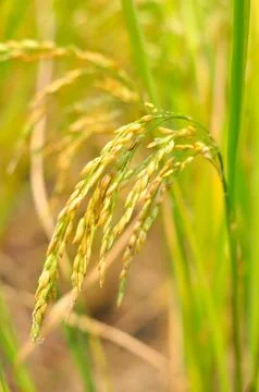 Oryza sativa Stock Photos