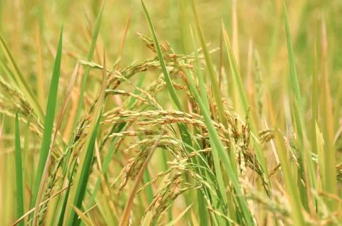 Oryza sativa Stock Photos
