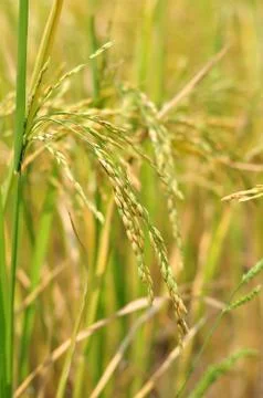 Oryza sativa Stock Photos