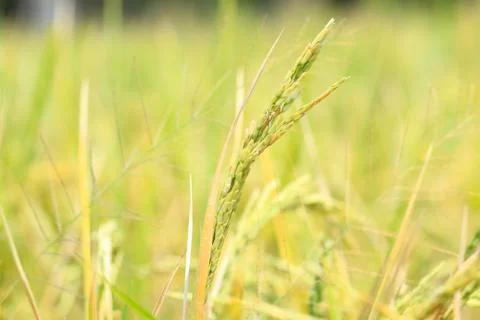 Oryza sativa Stock Photos