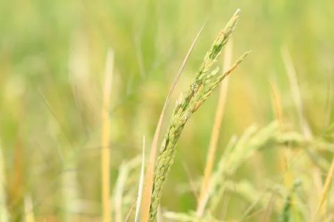 Oryza sativa Stock Photos