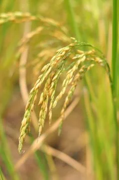 Oryza sativa Stock Photos