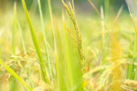 Oryza sativa Stock Photos