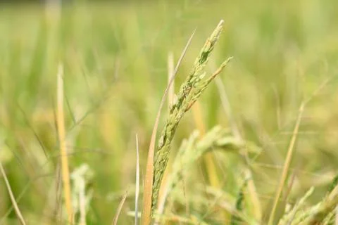 Oryza sativa Stock Photos