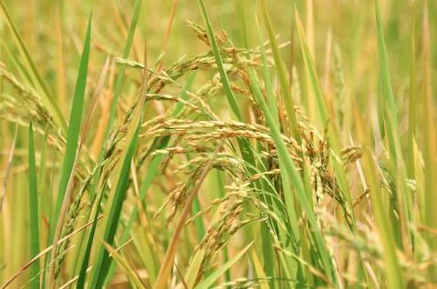 Oryza sativa Stock Photos