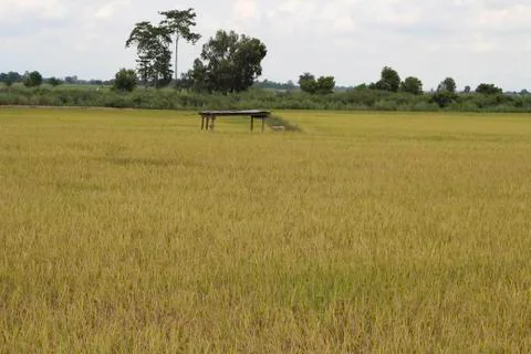 Oryza sativa Stock Photos