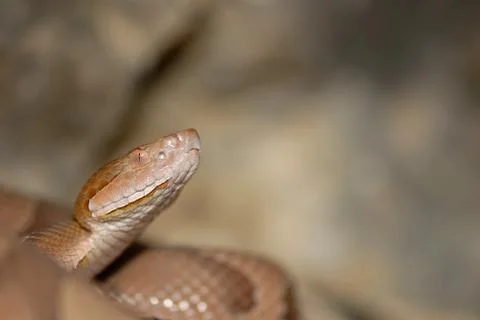 Osage Copperhead 스톡 사진