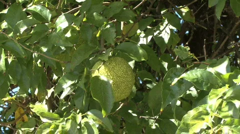 Osage HD 01 Video stock 540367