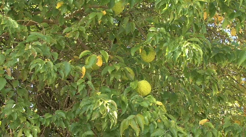 Osage HD 02 Video stock 540446