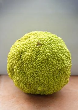 Osage orange fruit, close up Stock Photos