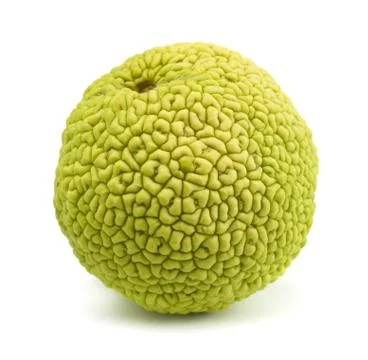 Osage orange Stock Photos